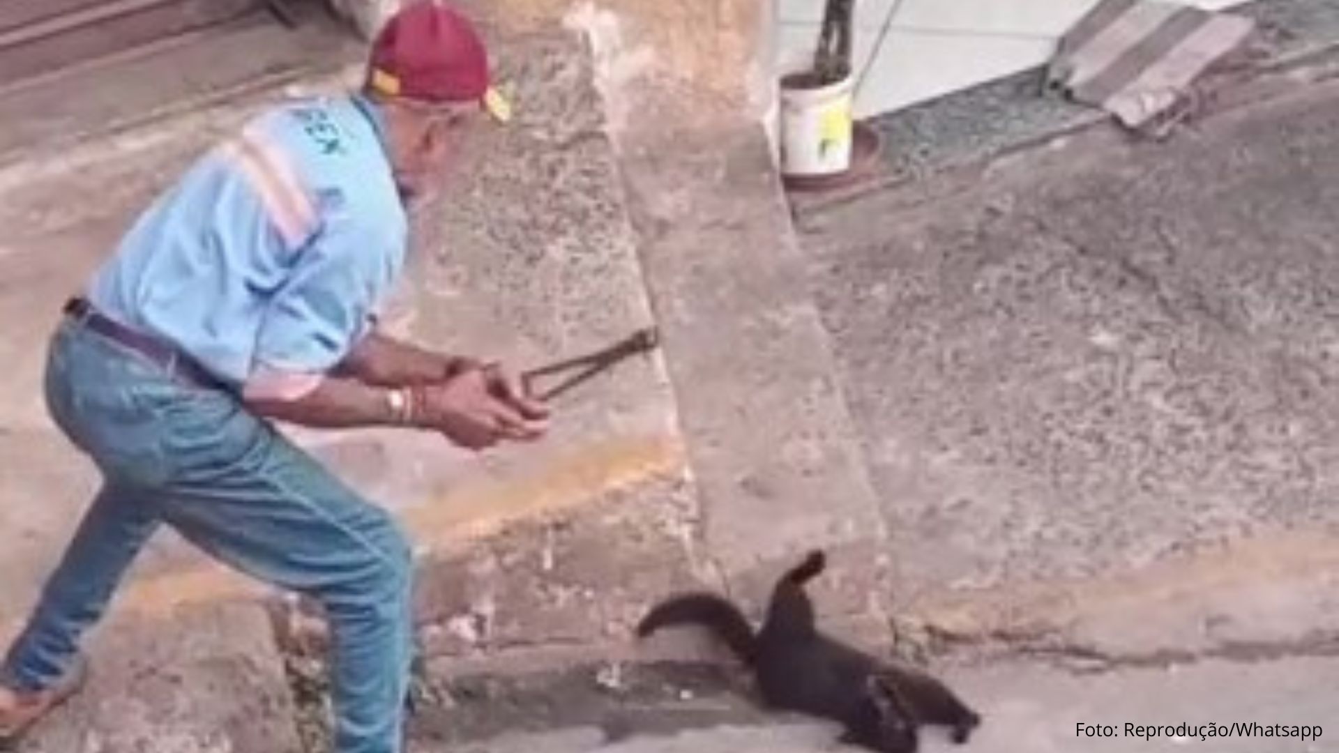 Homem é detido, após agredir gato na Vila Gonçalo, em Itabirito