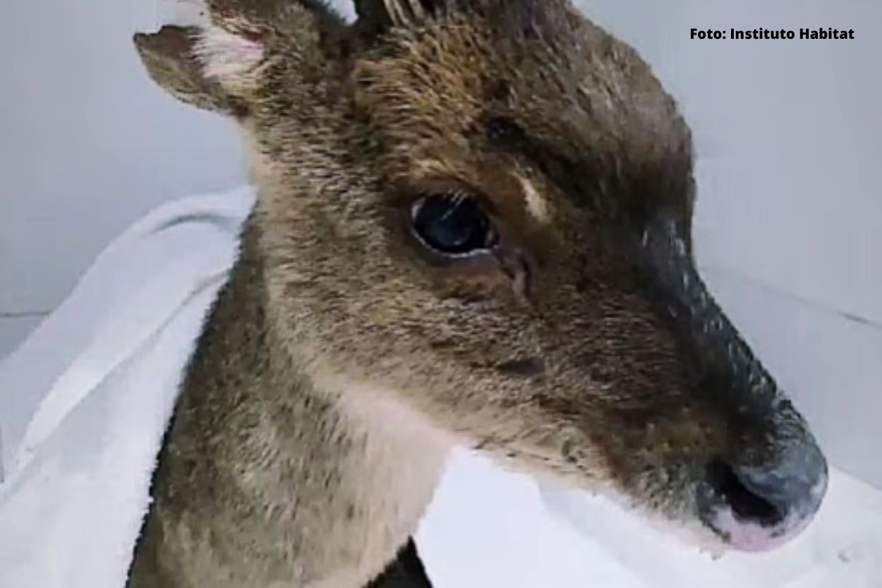 Cervo ferido é resgatado pelo Instituto Habitat e Bombeiros de Mariana