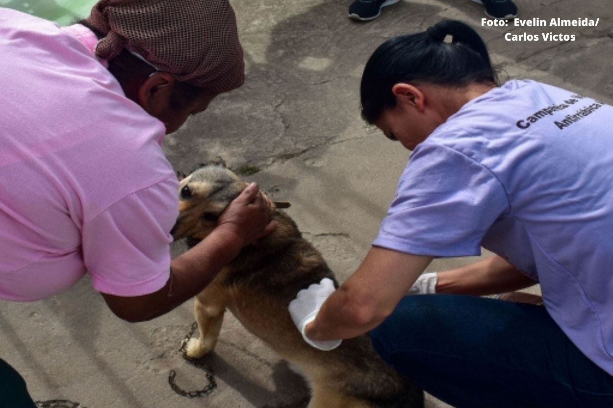 Prefeitura de Mariana vacinou mais de 6 mil animais em agosto