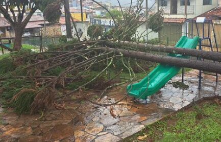 Ouro Preto: árvore cai no bairro Bauxita após chuvas do final de semana